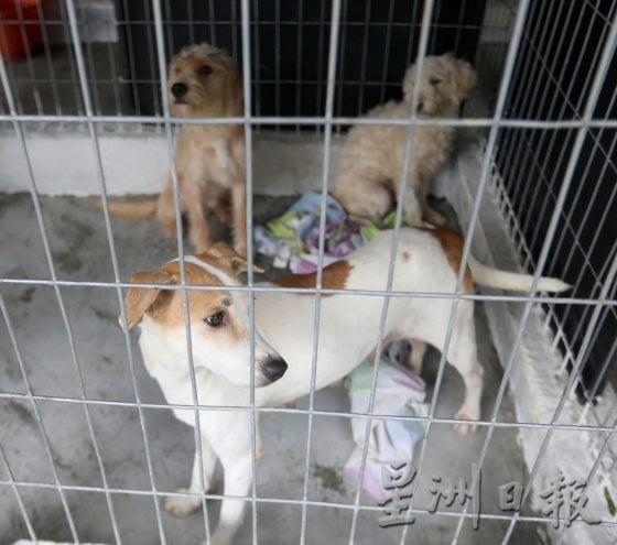     救5送2，救狗狗收获意外赠品