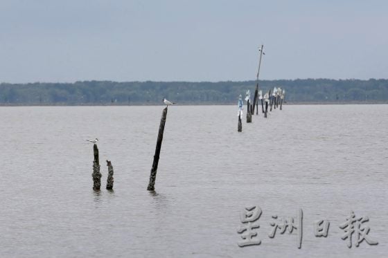 【消失的血蚶/02】偷蚶猖狂+地契无法更新,养蚶业四面楚歌,谁来解救他们走出困境!