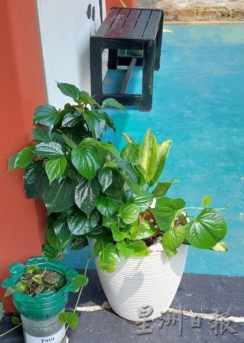 （古城第六版主文）小小的花园，种出大大的收获