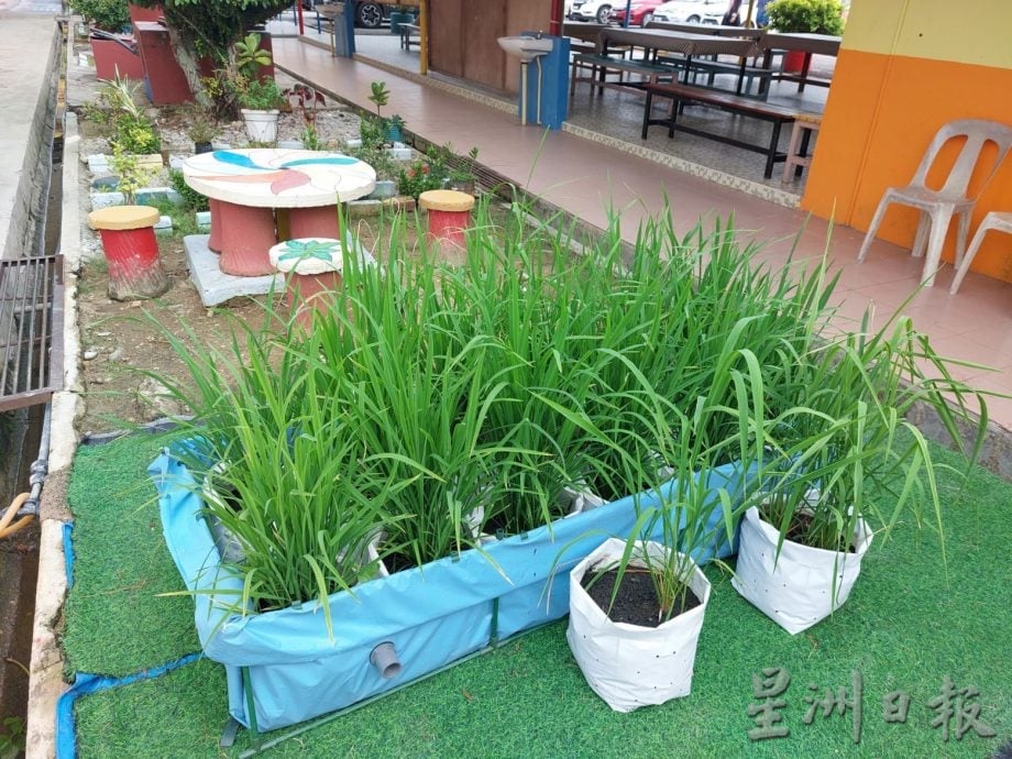 （古城第六版主文）小小的花园，种出大大的收获