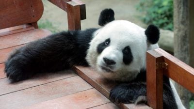熊猫回家了（五） | 中国林草局：熊猫回归后暂不展出   改造马场馆迎新熊猫