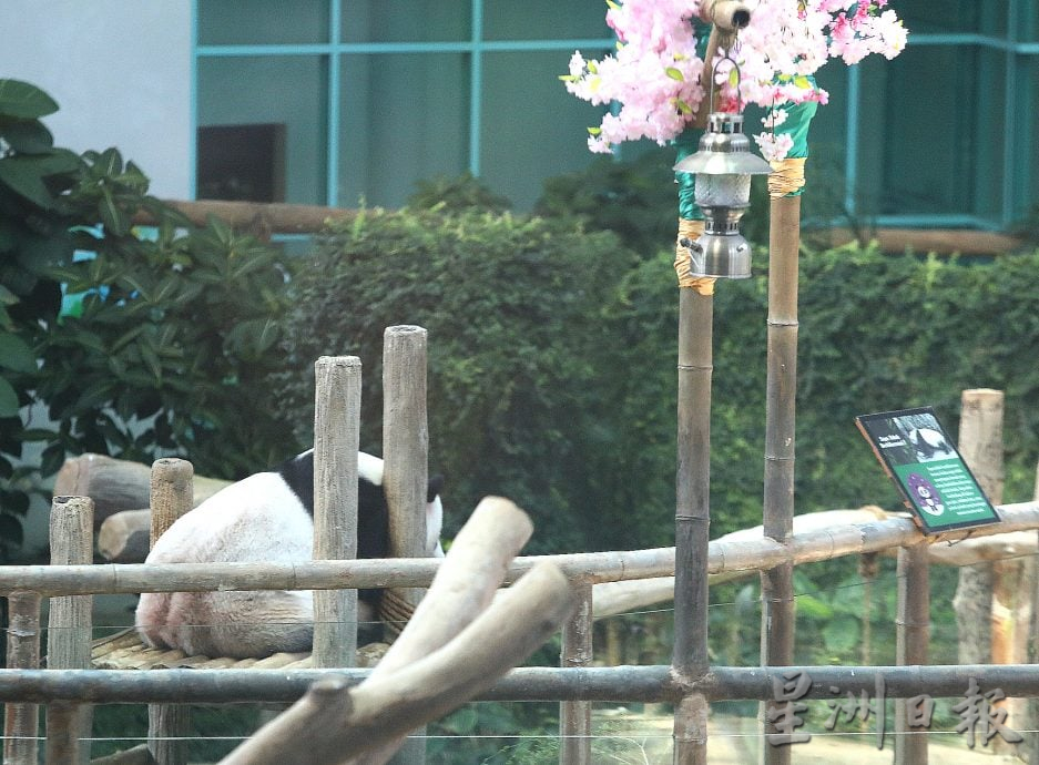 熊猫兴兴靓靓今最后展出 粉丝涌动物园守候到闭馆