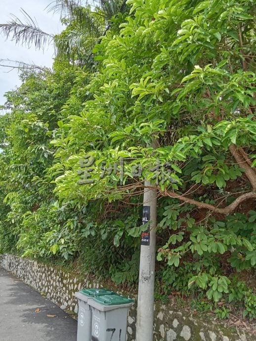 芙市政厅成立维修小组 林骏荣:树木修剪砍伐加速了