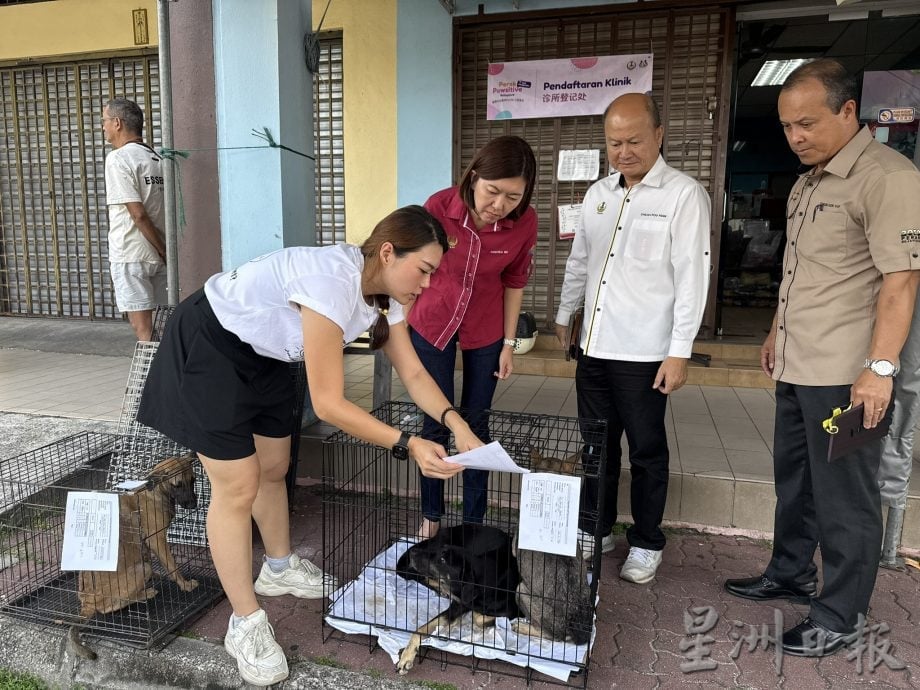 黄诗情:与NGO共享数据 浪爱同行拟解决流浪猫狗问题