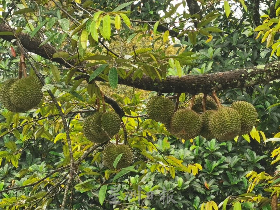 请签发(大北马)舒宁顶榴梿预计本月杪成熟坠地，饕客已预定要品尝