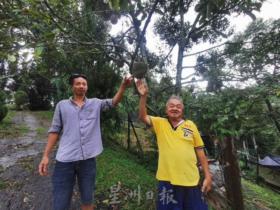 请签发(大北马)舒宁顶榴梿预计本月杪成熟坠地，饕客已预定要品尝