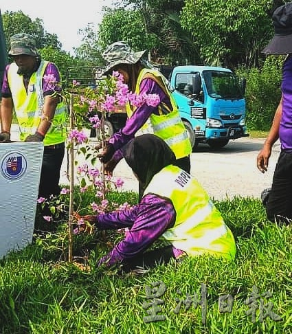 （古城第六版主文）九重葛盛放AMJ·美化大道景观添活力
