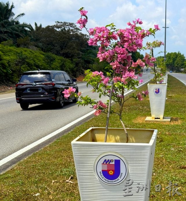 （古城第六版主文）九重葛盛放AMJ·美化大道景观添活力
