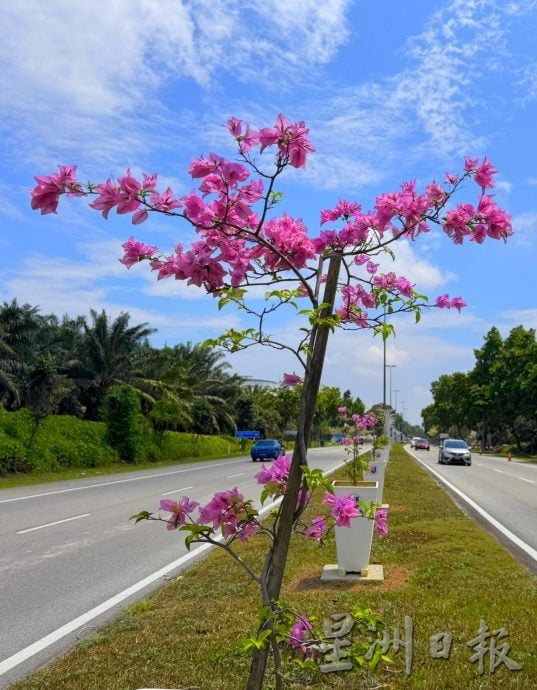 （古城第六版主文）九重葛盛放AMJ·美化大道景观添活力