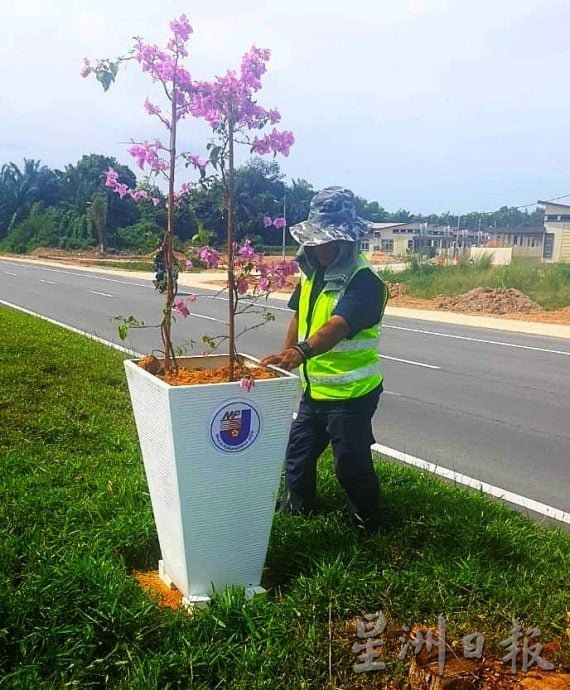 （古城第六版主文）九重葛盛放AMJ·美化大道景观添活力