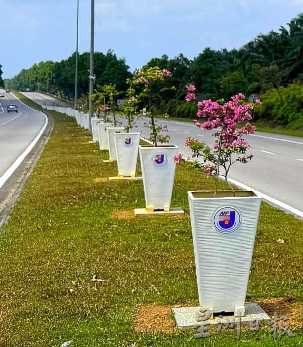 （古城第六版主文）九重葛盛放AMJ·美化大道景观添活力