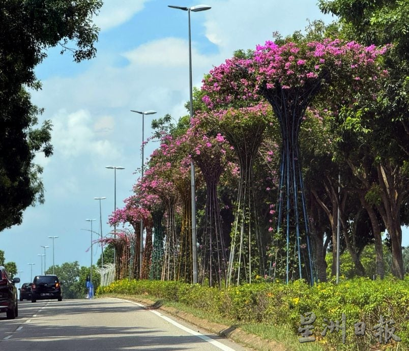 （古城第六版主文）九重葛盛放AMJ·美化大道景观添活力