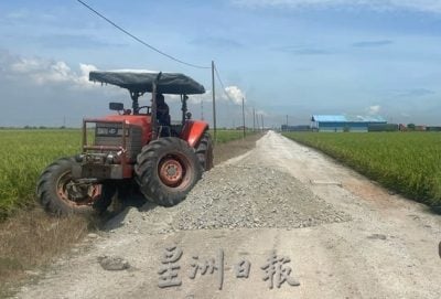 天气炎热影响产量   适耕庄稻谷收成减25%