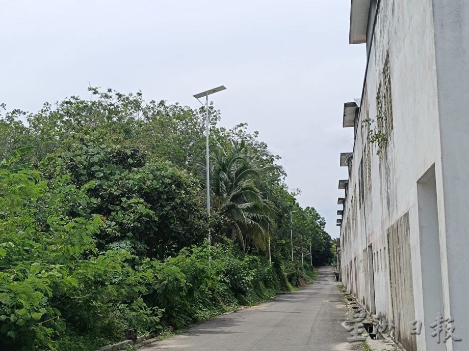 NS马口/榕吉金燕花园三盏路灯被树遮挡光线