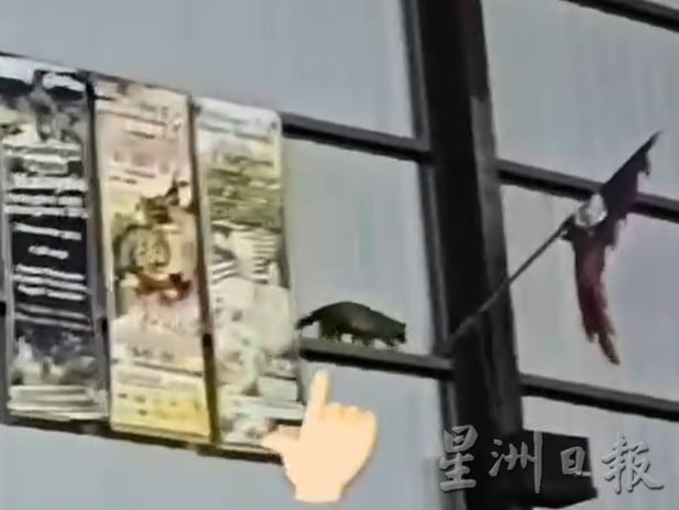 供品被偷吃以为神明显灵 果子狸在桂青会所筑窝繁衍