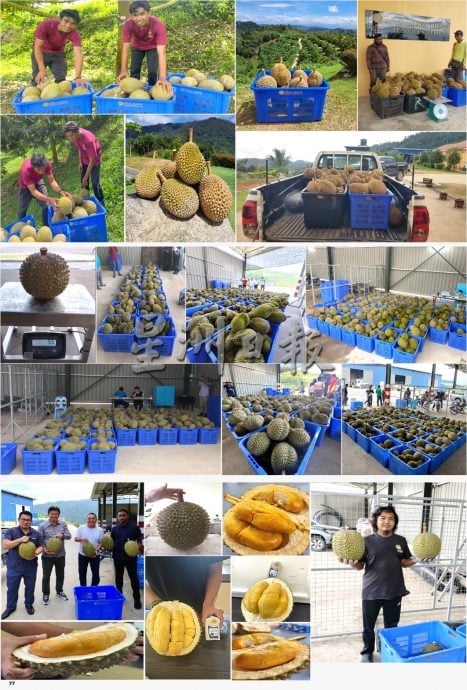 东:响应彭苏丹“漂白”呼声,向彭亨皇家榴梿集团注册芭主暴增