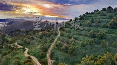 响应彭苏丹“漂白”呼声   向皇家榴梿集团注册芭主 暴增