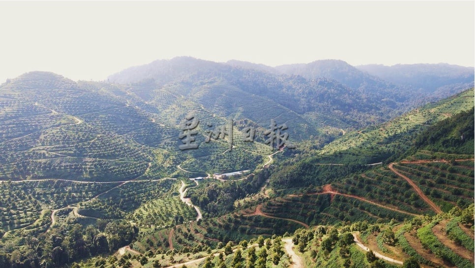 东:响应彭苏丹“漂白”呼声,向彭亨皇家榴梿集团注册芭主暴增