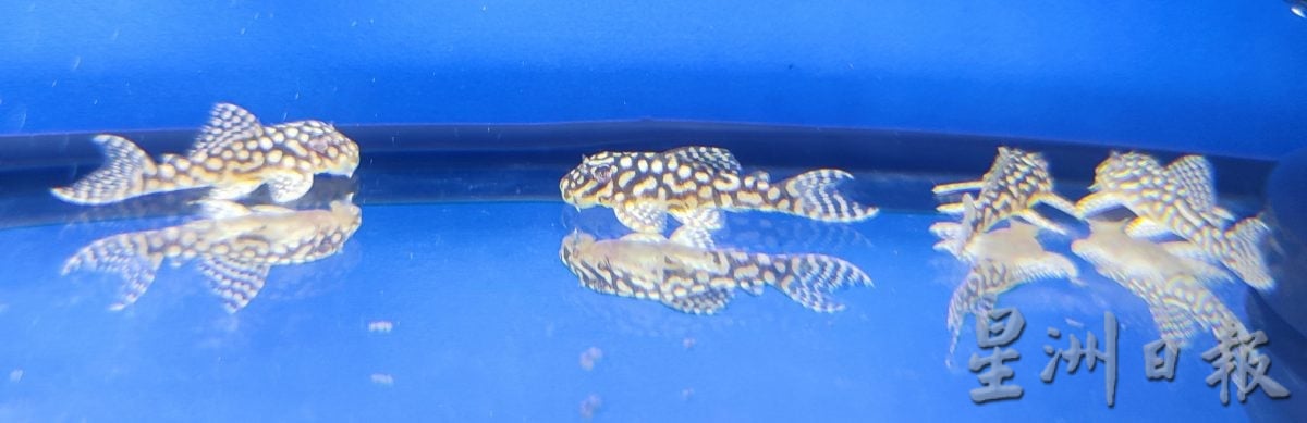 请签发（大北马）周天央杯国际孔雀鱼大赛