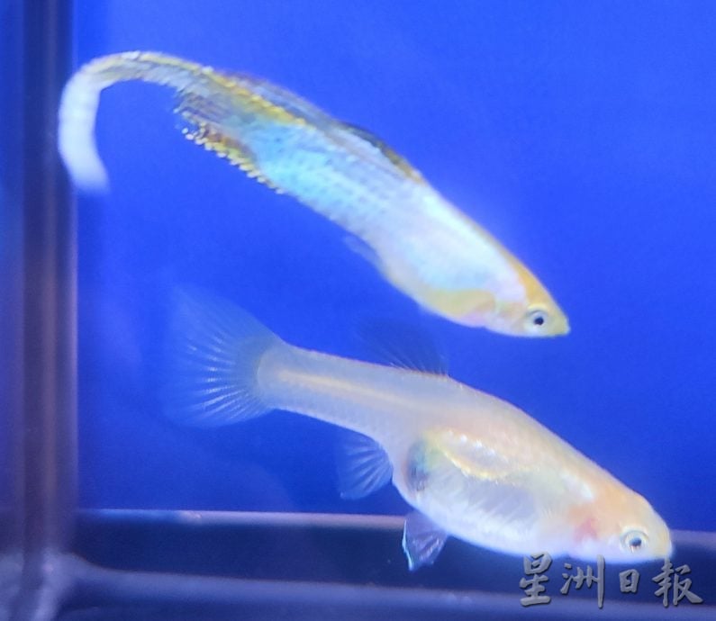 请签发（大北马）周天央杯国际孔雀鱼大赛