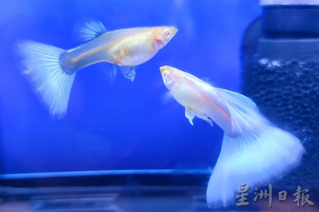 请签发（大北马）周天央杯国际孔雀鱼大赛