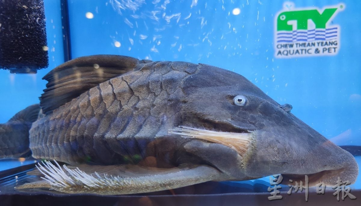 请签发（大北马）周天央杯国际孔雀鱼大赛