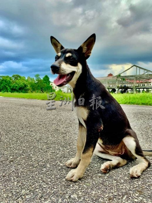 全国:瓜登高庭今日驳回了登嘉楼州政府与勿述县议会提出的撤销诉讼申请,该诉讼是由四位动物权益活动人士提起的,指控他们非法处死一只流浪狗。