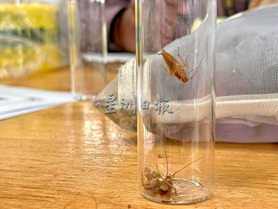 （大北马）厨房有蟑螂 鸡肉随地放 小贩中心遭关闭14天