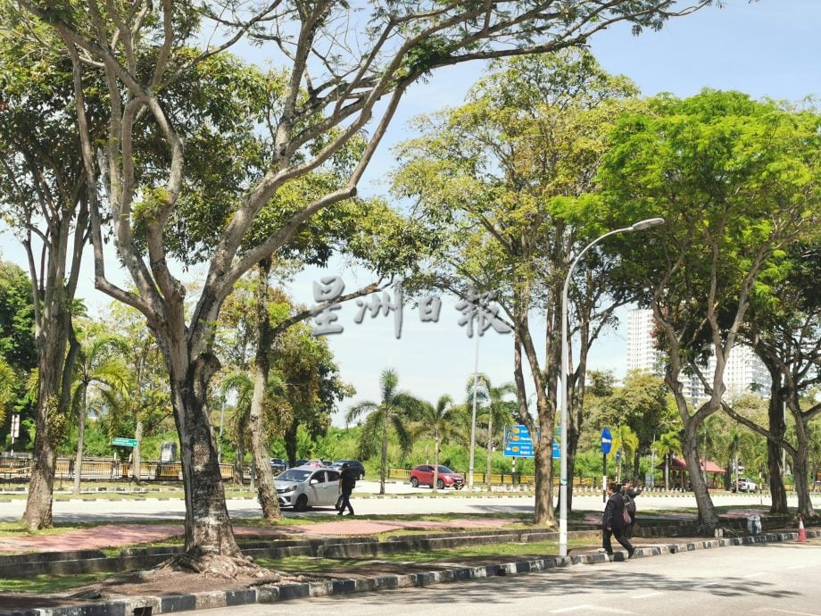 (大北马)未获批砍2棵雨树，代价1万3000令吉！