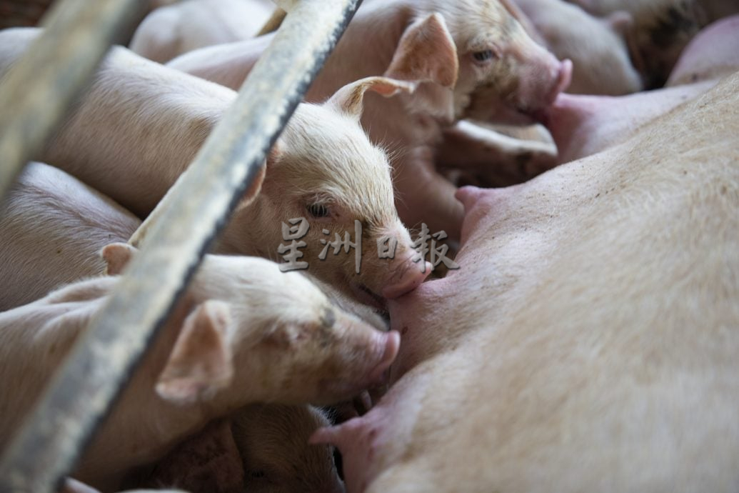 星角摄/即将消失的传统养猪业