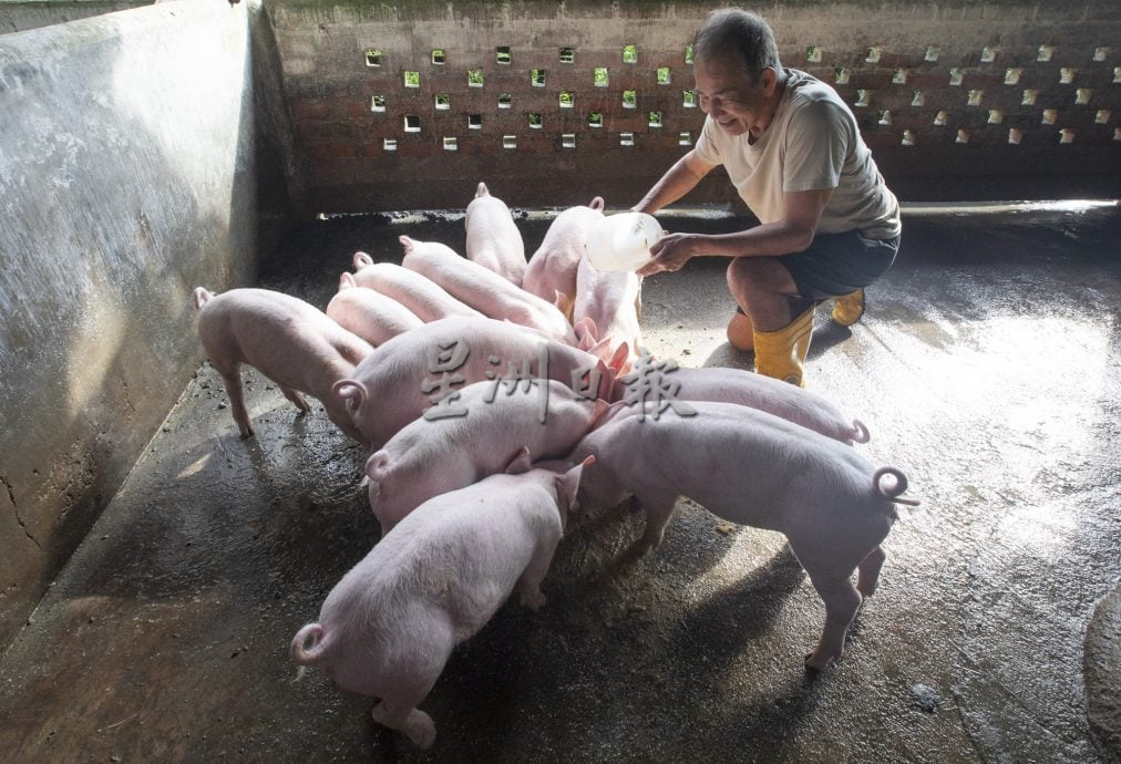星角摄/即将消失的传统养猪业