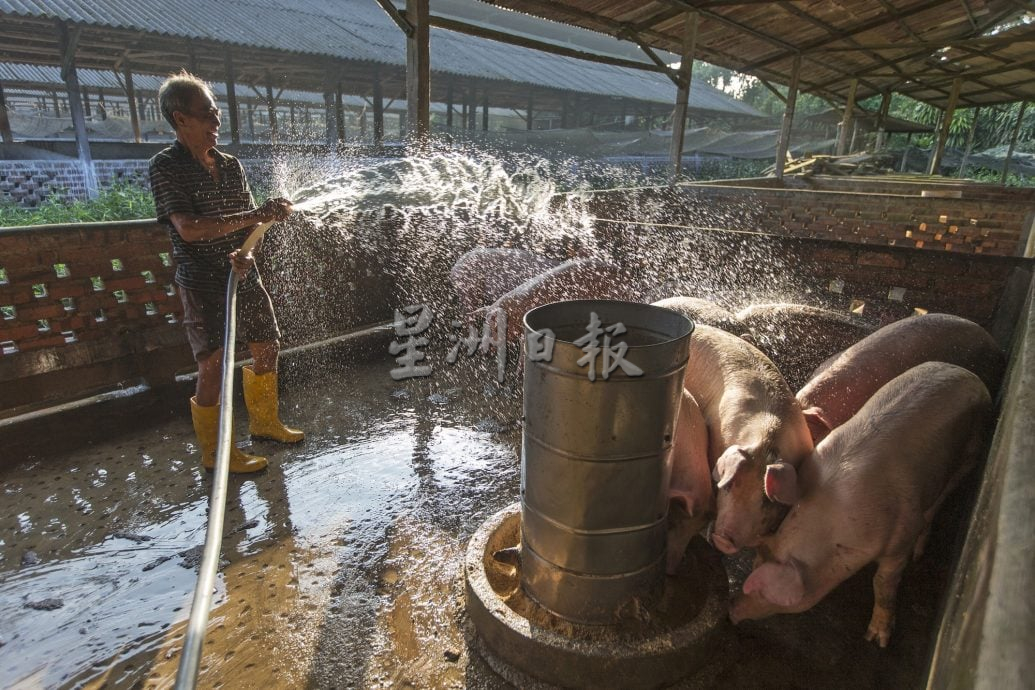 星角摄/即将消失的传统养猪业