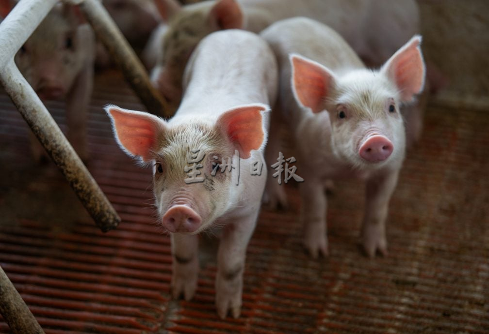 星角摄/即将消失的传统养猪业