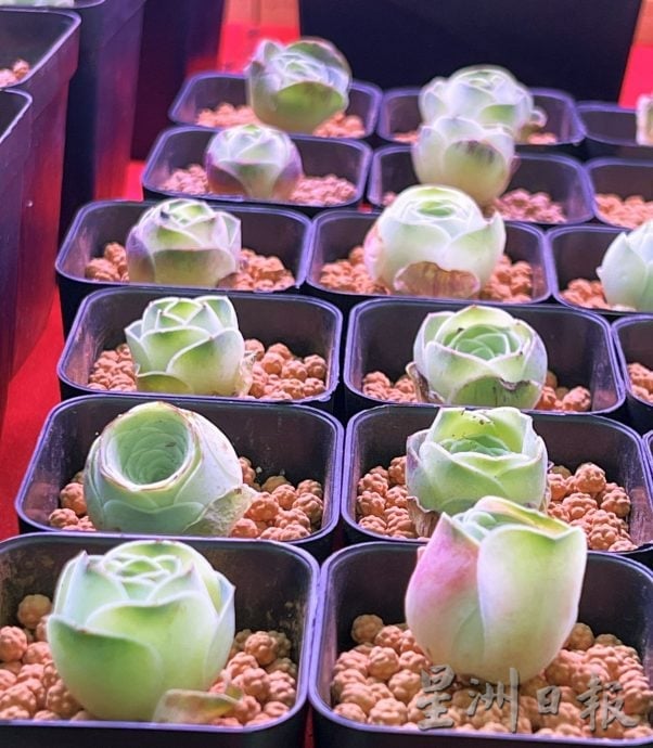 （古城第四版主文）经济不景无阻懒人植物受欢迎