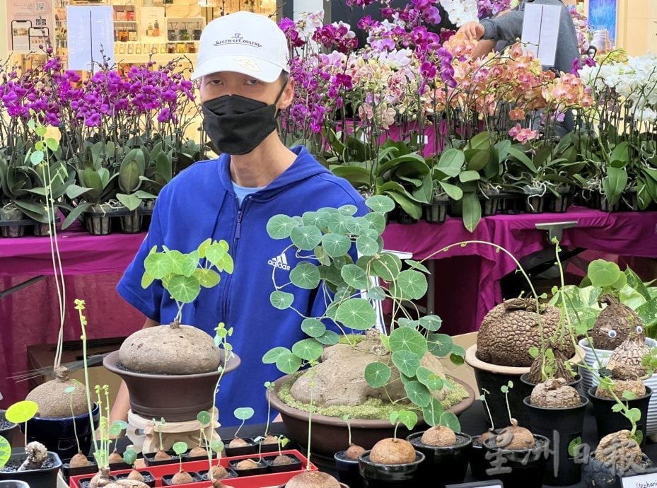 (古城第四版主文)经济不景无阻懒人植物受欢迎
