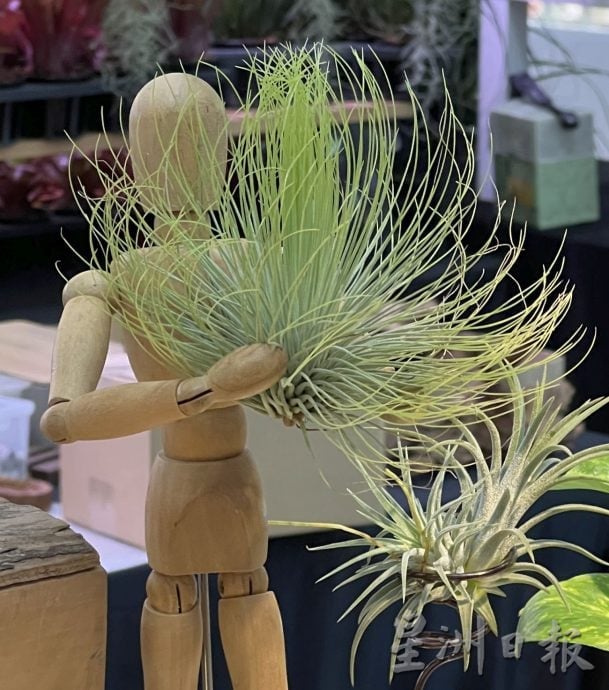 (古城第四版主文)经济不景无阻懒人植物受欢迎