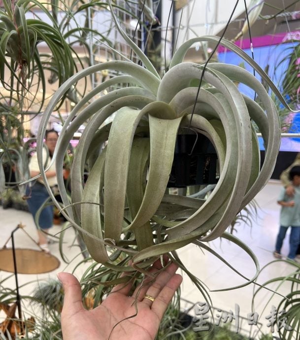 (古城第四版主文)经济不景无阻懒人植物受欢迎