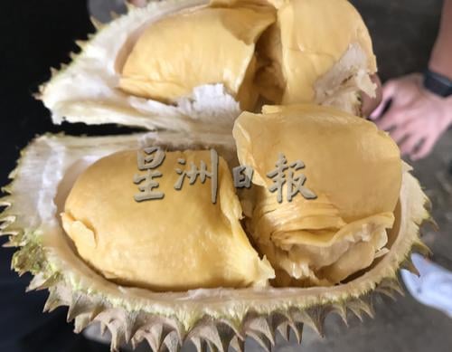 ★补照片/江沙日益受游客欢迎 善用榴梿季节引客来