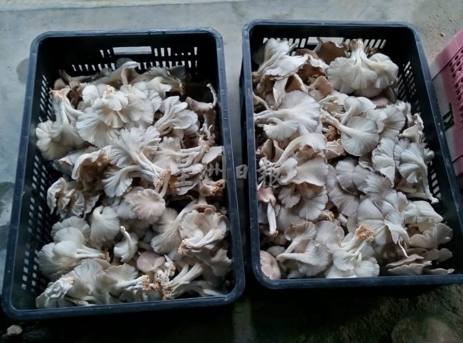 有故事的人：王湋★当年跟风种菇，一切靠自己摸出心得