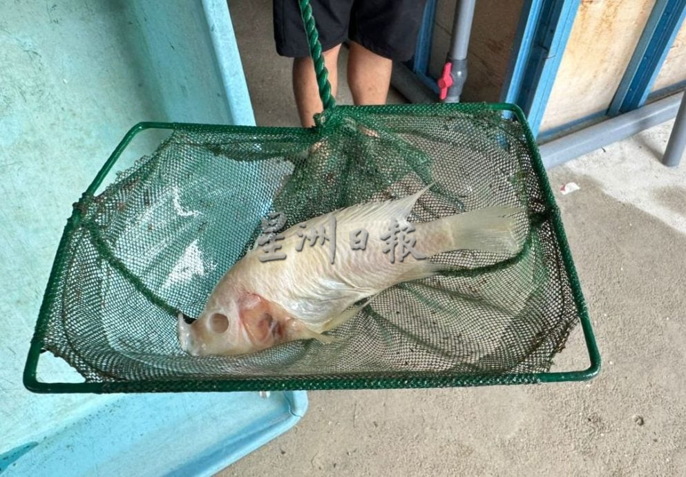 爱极乐新村已售出3批鱼 计划年杪展开第二期养殖计划