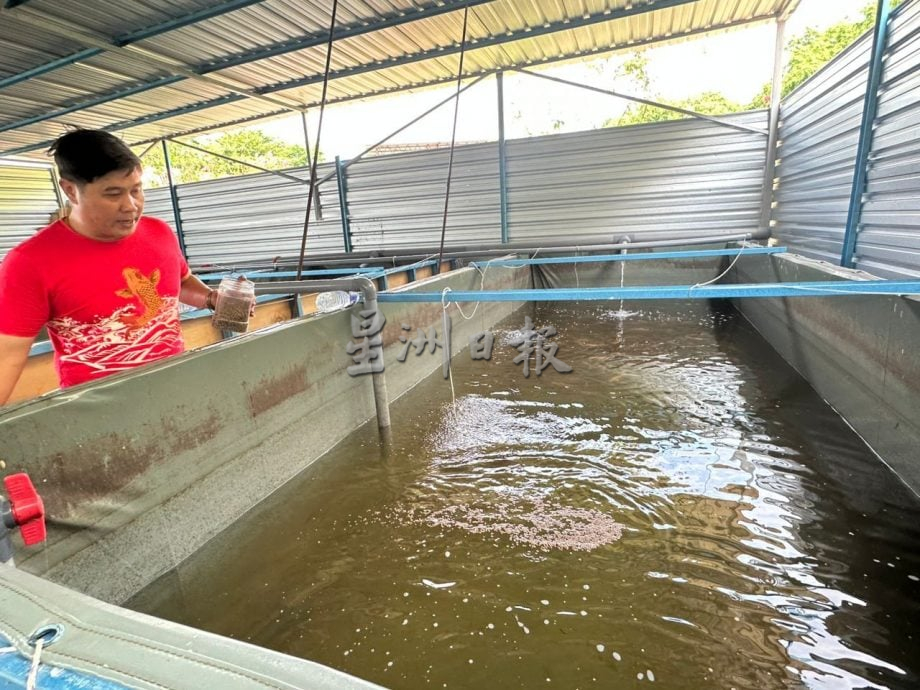 爱极乐新村已售出3批鱼 计划年杪展开第二期养殖计划