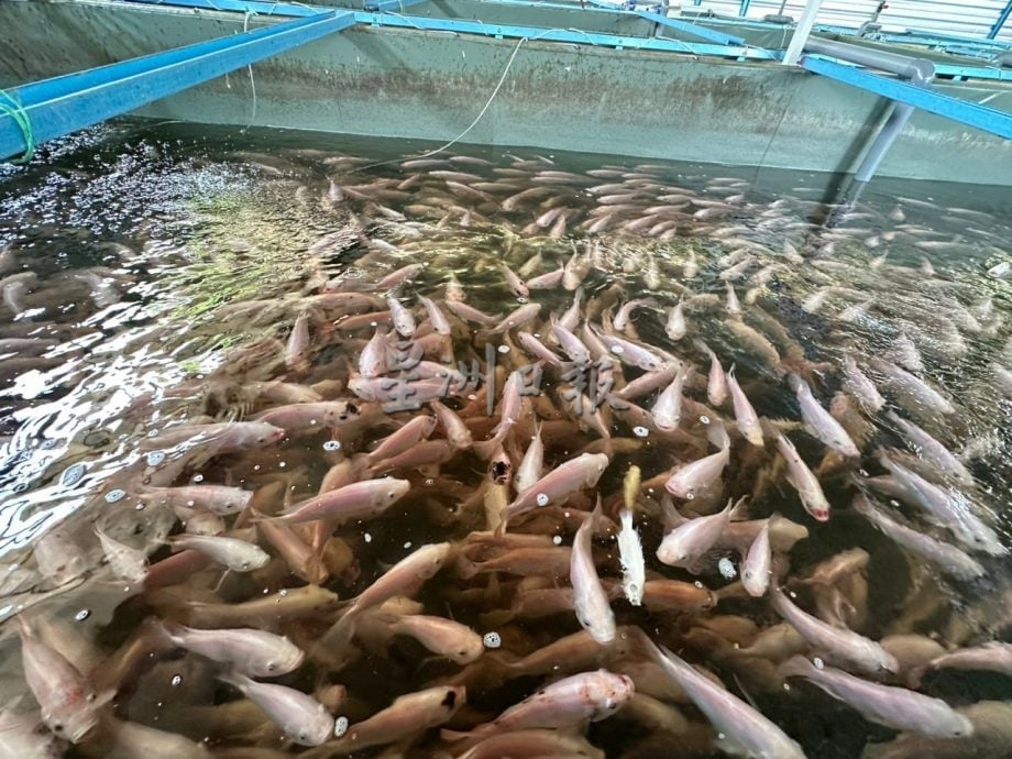 爱极乐新村已售出3批鱼 计划年杪展开第二期养殖计划