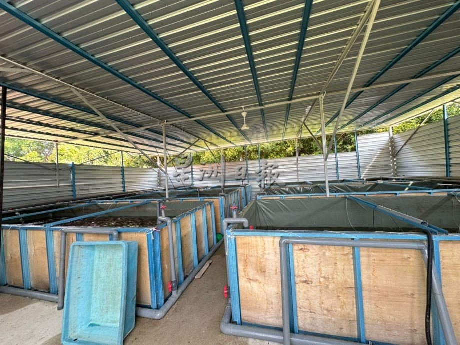 爱极乐新村已售出3批鱼 计划年杪展开第二期养殖计划