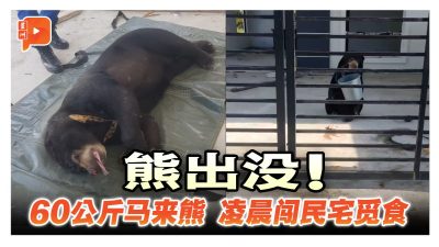 60公斤马来熊凌晨闯民宅 疑为逃跑宠物