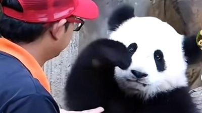 熊猫回家了（二） |  奶爸眼中的熊猫   靓靓爱干净 兴兴豪迈