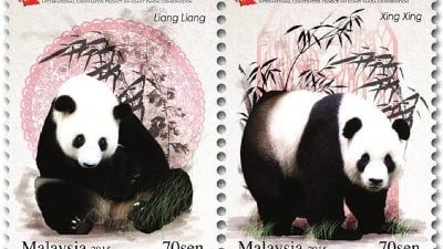 熊猫回家了（三） | 兴兴靓靓海归会去哪？