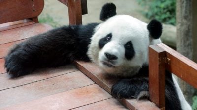 熊猫回家了（一） | 再见了！兴兴靓靓
