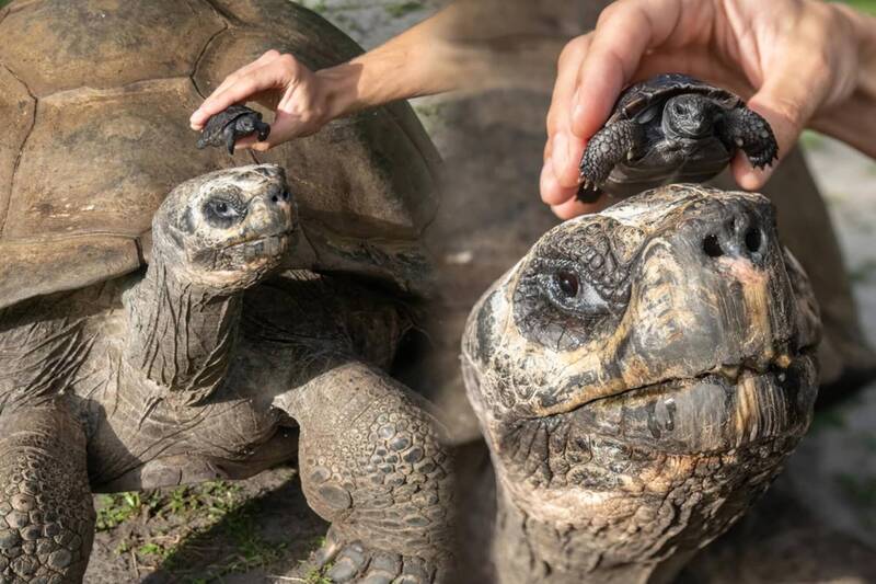 135岁才当新手爸！美国象龟父子“世纪同框” 超萌画面曝光