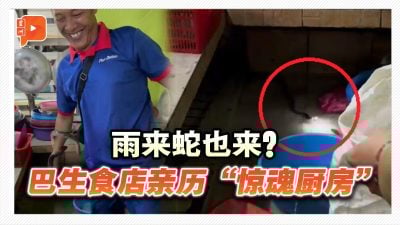 雨来蛇也来？巴生食店亲历“惊魂厨房”