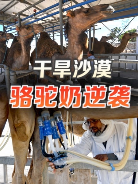 突尼西亚干旱沙漠 冀望靠骆驼奶翻转命运